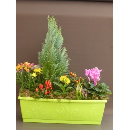 Composition de plantes