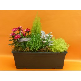 Composition de plantes
