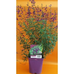 sauge microphilla