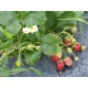 fraisier
