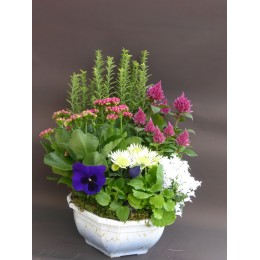 Composition de plantes