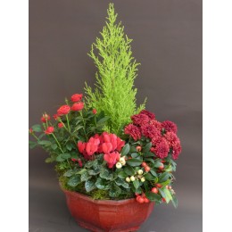 Composition de plantes