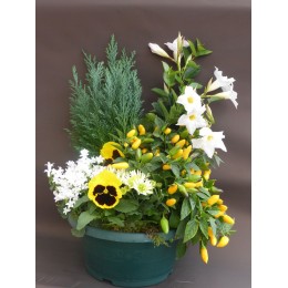 Composition de plantes