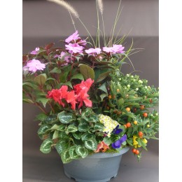 Composition de plantes