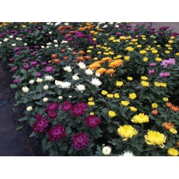 chrysanthème grosses fleurs