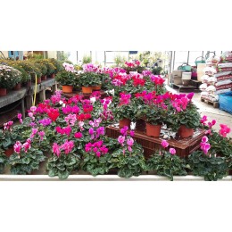 cyclamen