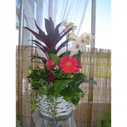 Fraise